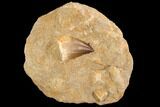 Mosasaur (Prognathodon) Tooth In Rock #91245-1